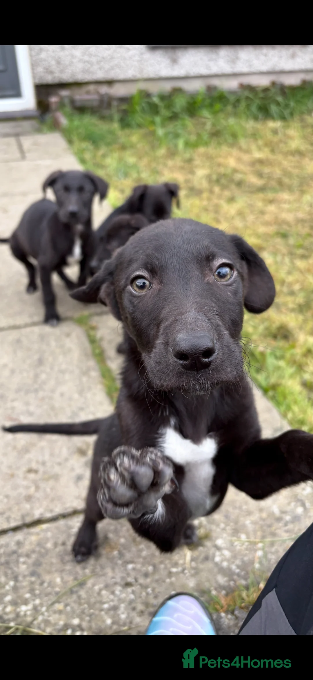 Mixed Breed dogs for sale: Weimaraner x border collie in Bangor - Advert 1