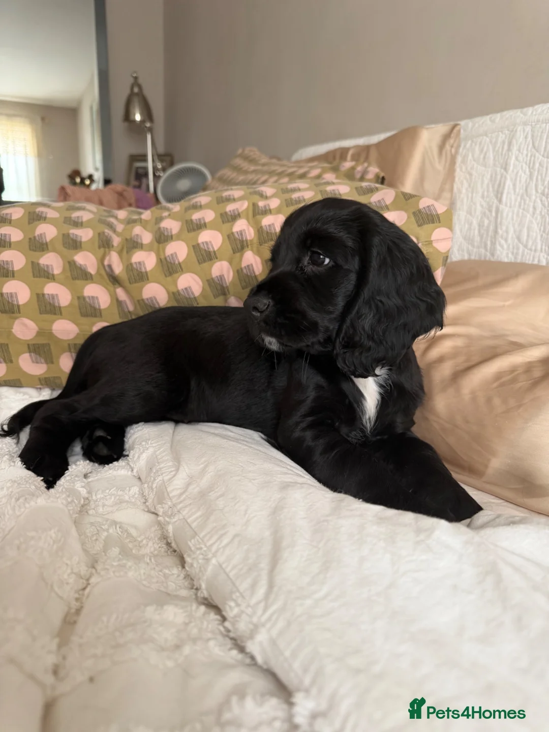 Cocker Spaniel dogs for sale: Golden & Black Cocker Spaniel Pups – KC Registered - Advert 2