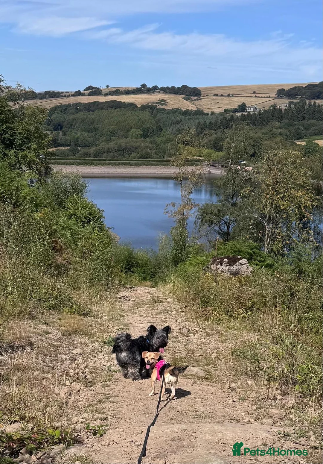 Mixed Breed dogs for adoption: Libby 🩷 - Advert 2