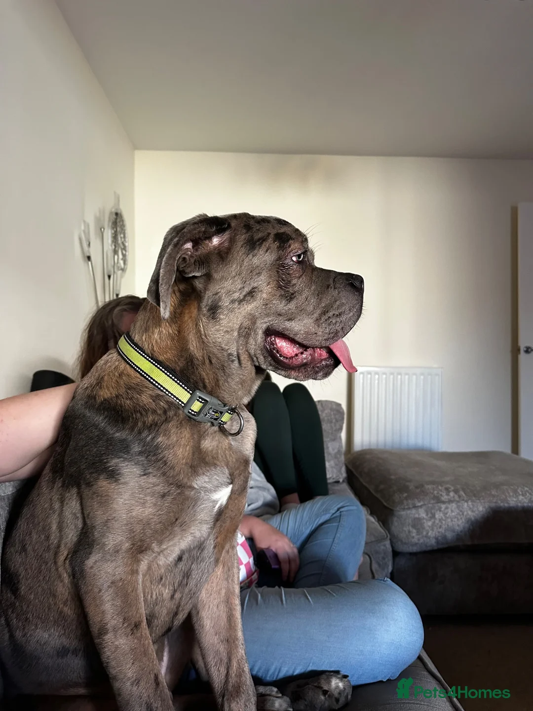 Mixed Breed dogs for sale: Italian Daniff  in Wakefield - Advert 6