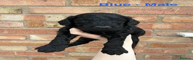 Cockapoo Blue