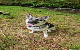 German Shepherd dogs for sale: Upcoming - Image 1