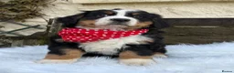 Bernese Mountain Dog dogs for sale: 🐾 Beautiful KC Bernese Mountain Dog Puppies 🐾  - Advert 8