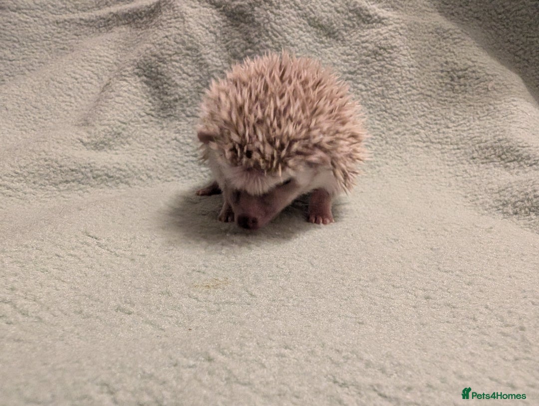 Pygmy Hedgehog rodents for sale: Little girl hedgehog  - Image 5