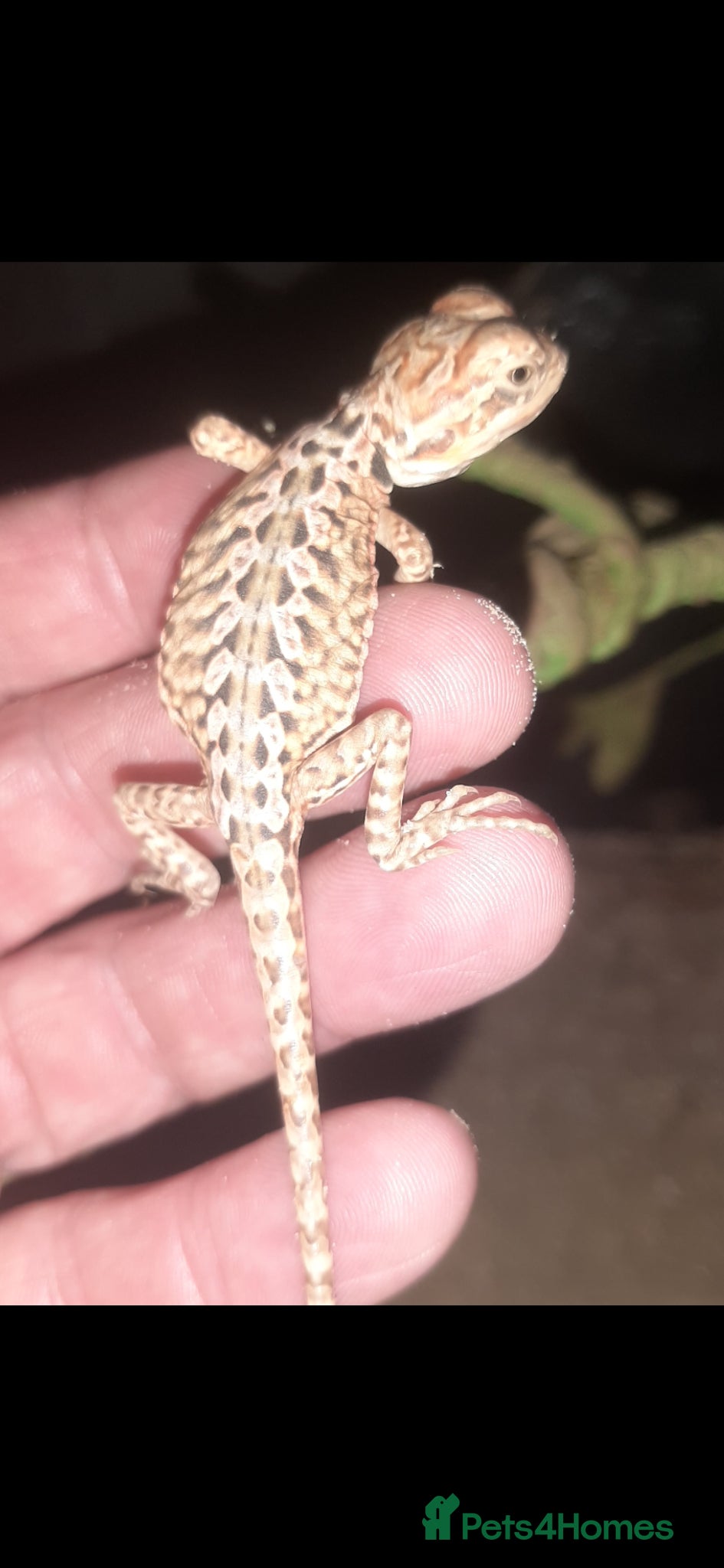 Bearded Dragon reptiles for sale: Beautiful Baby Bearded Dragons For Sale - Advert 8