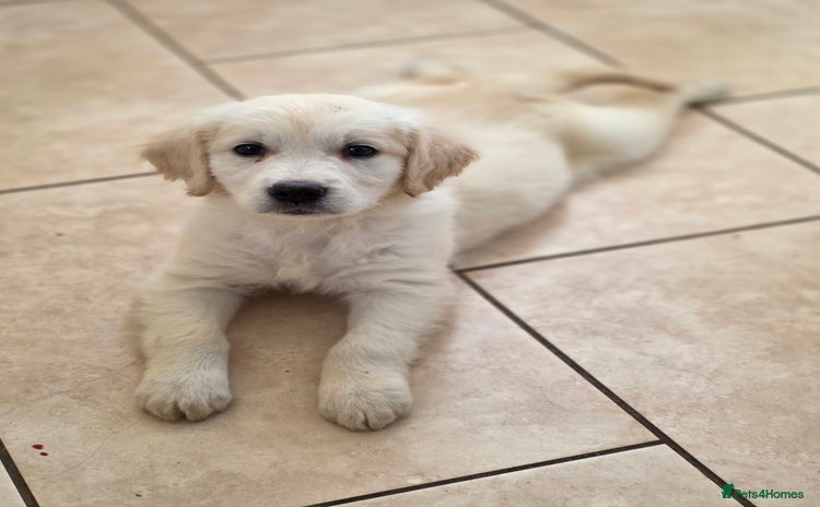 Golden Retriever dogs One gorgeous girl available.  Ready now! - Advert 1