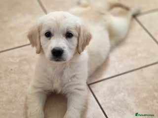 Golden Retriever dogs One gorgeous girl available. Ready now! - Advert 6