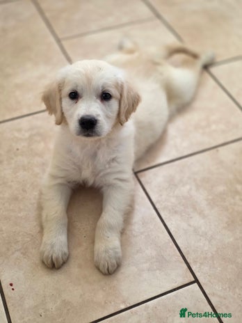 Golden Retriever dogs One gorgeous girl available. Ready now! - Advert 1