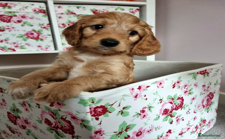 Cockapoo dogs - Advert 1