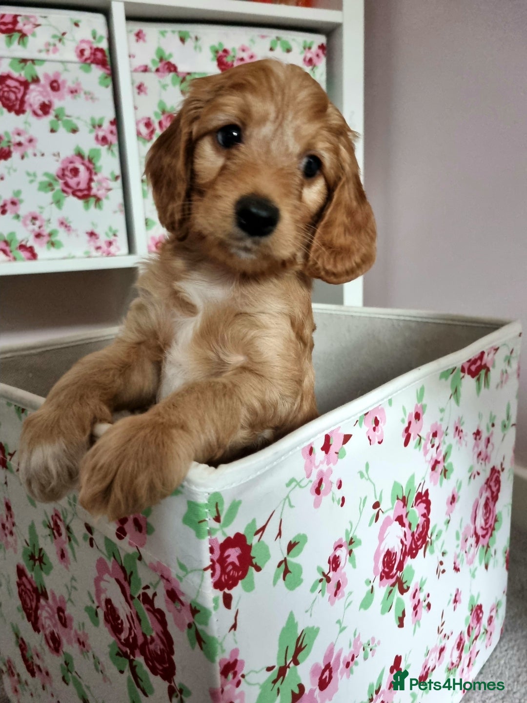 Cockapoo dogs for sale: Stunning F1 cockerpoo boy red/golden - Image 1