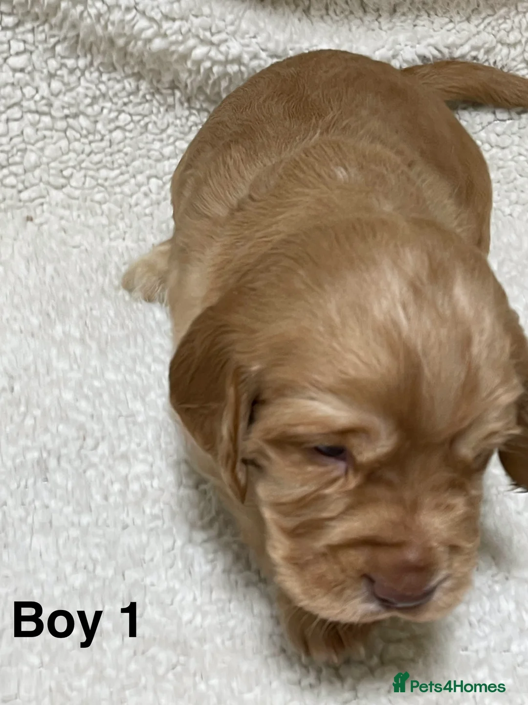 Cocker Spaniel dogs for sale: Working cocker spaniels - Advert 17