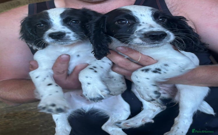 Sprocker dogs - Advert 3