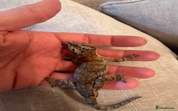 Gecko reptiles for sale: Stunning Gorgoyle Gecko & setup including stand - Image 6