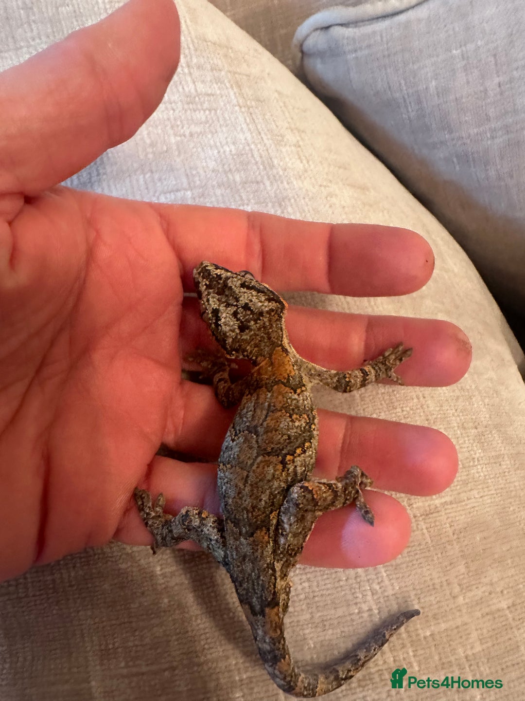 Gecko reptiles for sale: Stunning Gorgoyle Gecko & setup including stand - Image 6