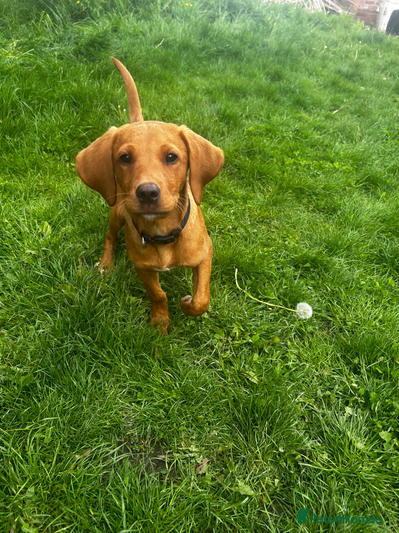 Labrador Retriever dogs Trained Labrador for sale  - Advert 13