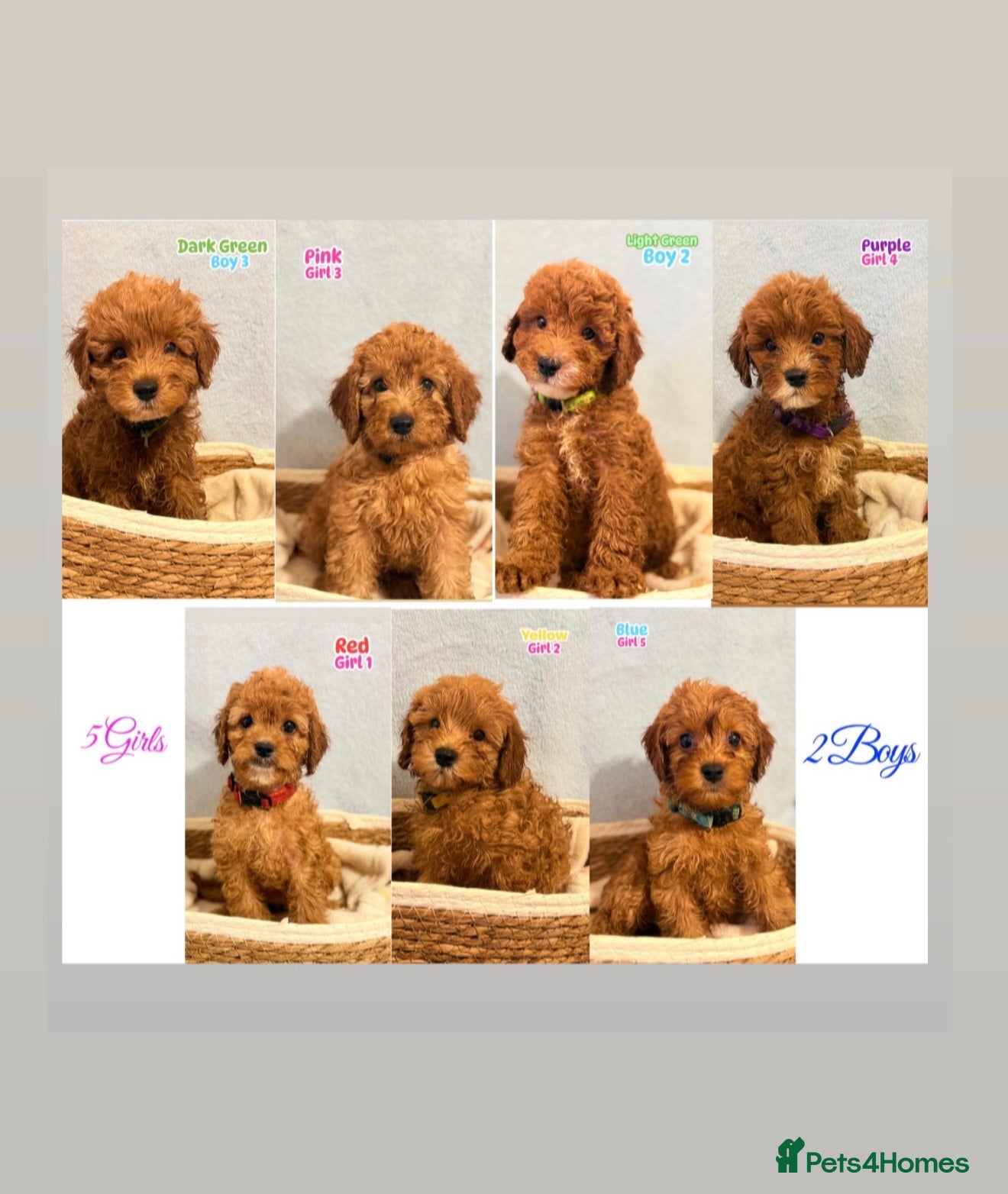 Cockapoo dogs F1B Cockapoo puppies - Ready  - Advert 9