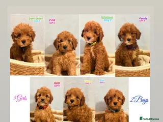 Cockapoo dogs F1B Cockapoo puppies - Ready - Advert 9