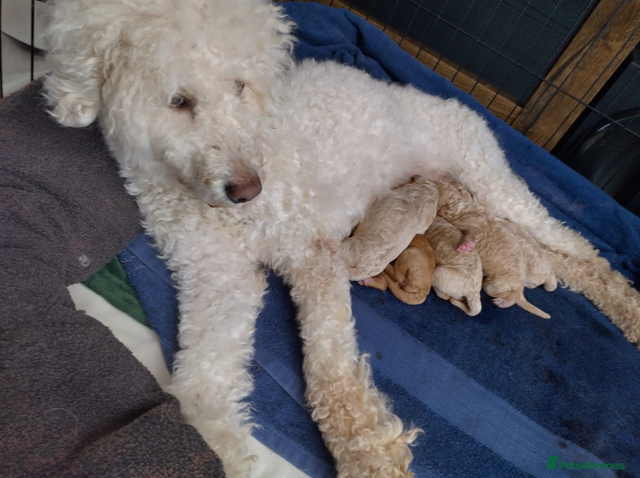 Double Doodle dogs for sale: Golden doodle x labradoodle pups - Advert 2