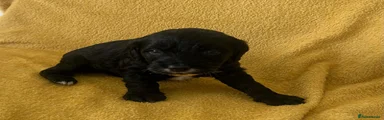 Mixed Breed Puppy 6