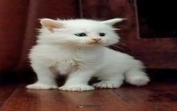 Maine Coon cats for sale: White Polydactyl boy / Russian import parents - Advert 24