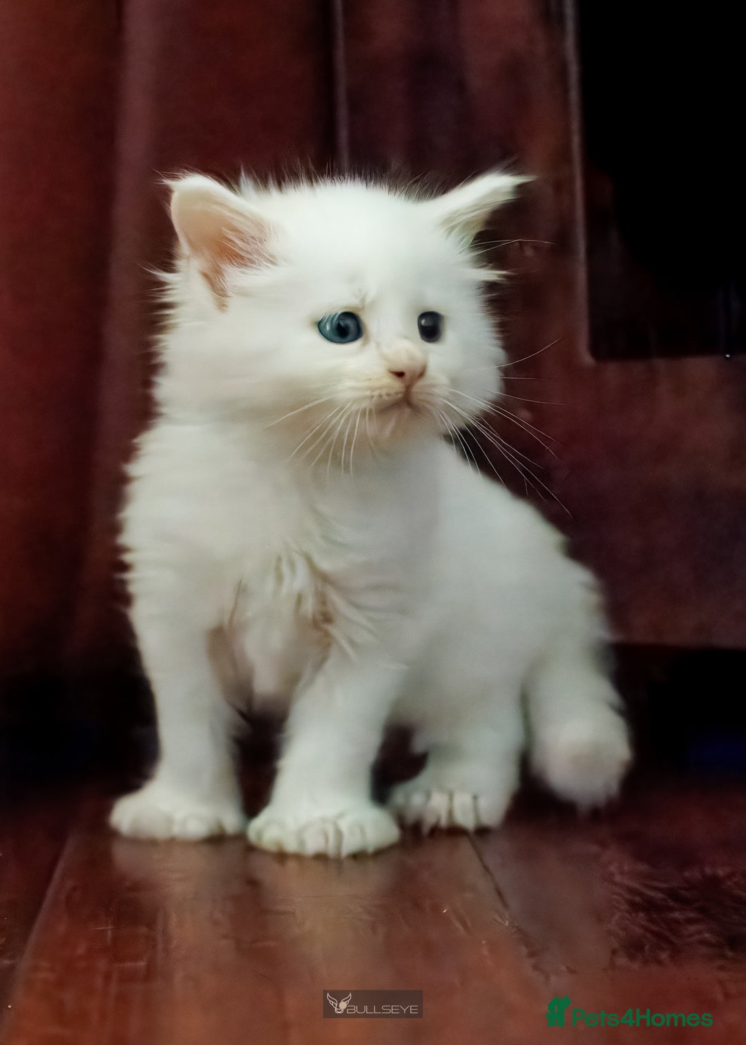 Maine Coon cats for sale: White Polydactyl boy / Russian import parents - Advert 24