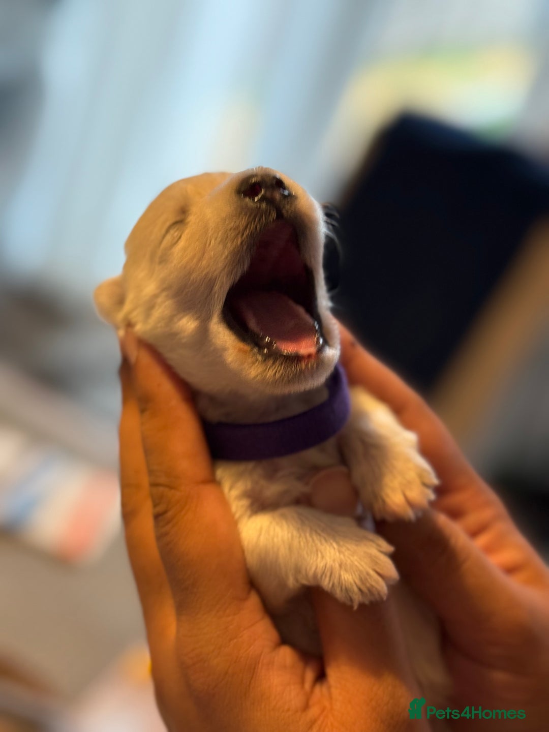 West Highland Terrier dogs for sale: West Highland Terrier Puppies for Loving Homes - Image 21