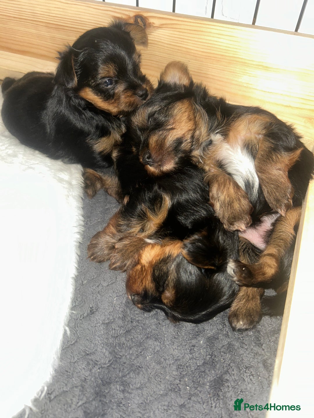 Yorkshire Terrier dogs for sale: Stunning Yorkshire Terriers Puppies  - Advert 8