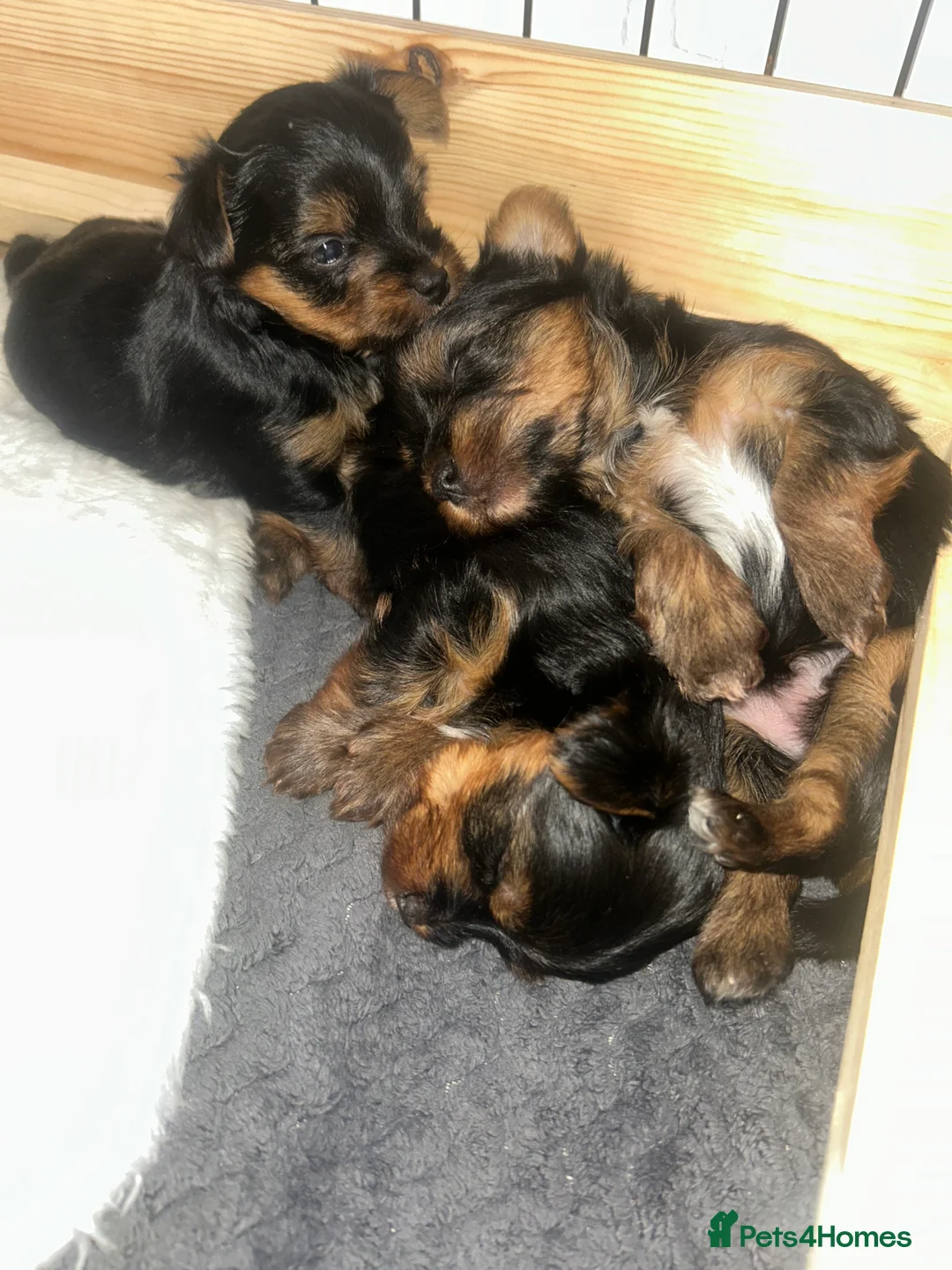 Yorkshire Terrier dogs for sale: Stunning Yorkshire Terriers Puppies  - Advert 8