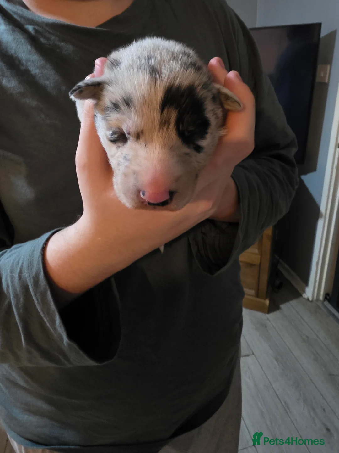 Mixed Breed dogs for sale: Gorgeous border collie cross puppies - Advert 5