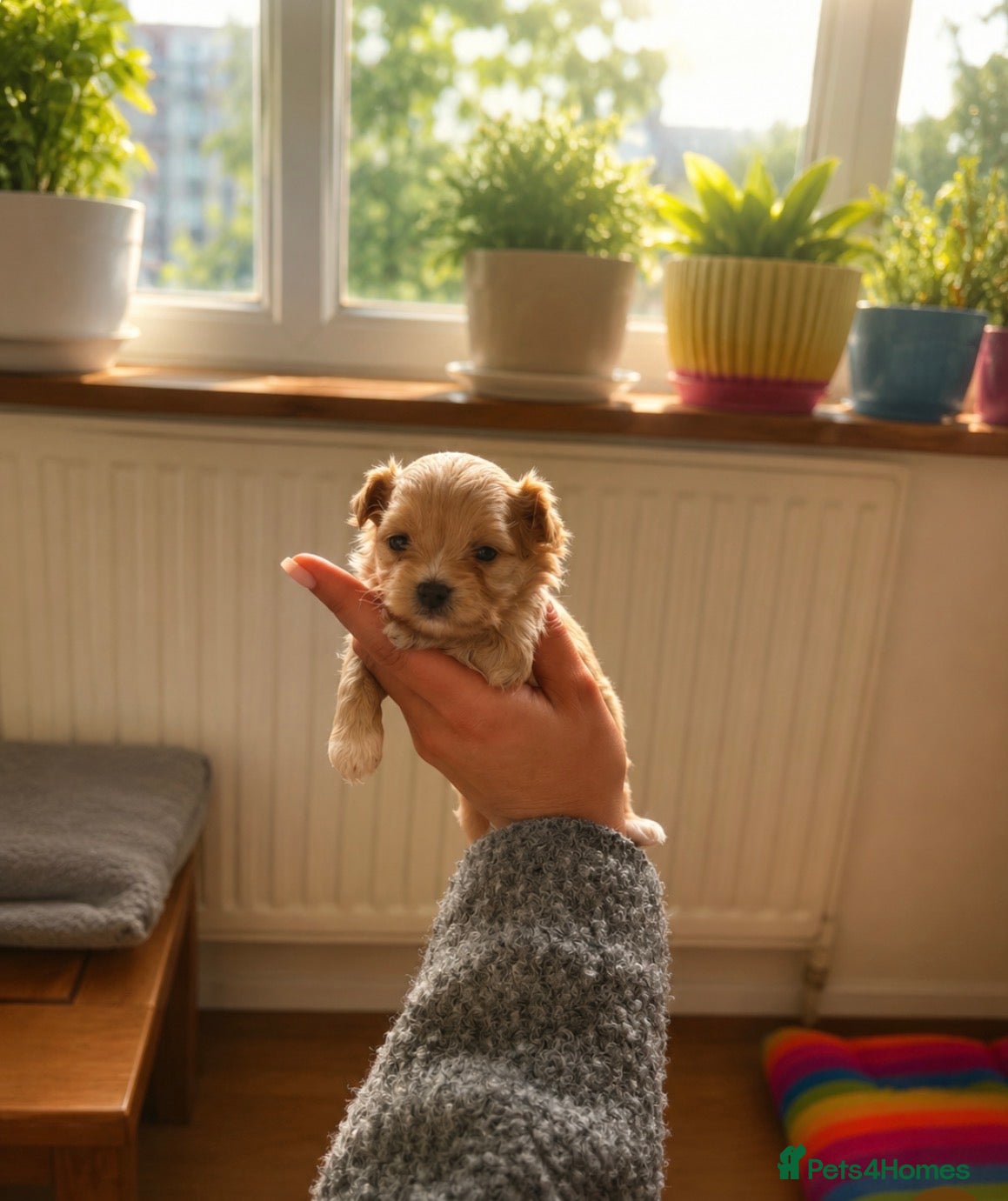 Maltipoo dogs RARE Tiny  **  F1B Maltipoo Puppies – Ready June - Advert 4