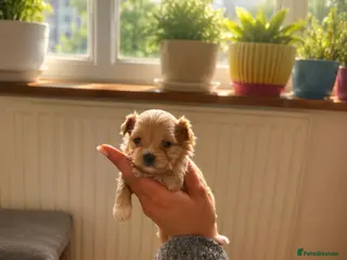 Maltipoo dogs RARE Tiny ** F1B Maltipoo Puppies – Ready June - Advert 4