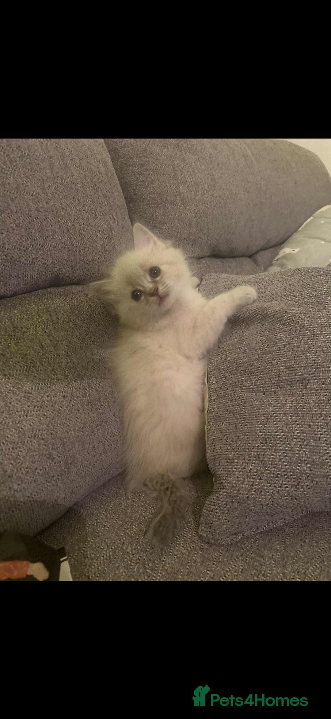 Ragdoll cats for sale: Beautiful ragdoll kittens  - Advert 8