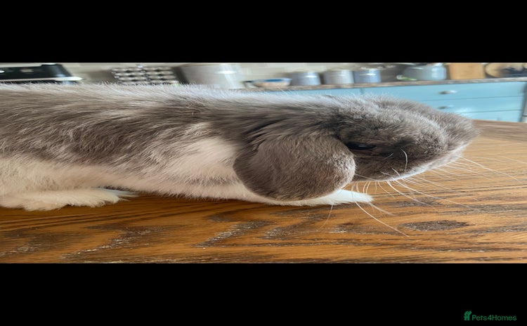 Mini Lop rabbits Minilop - Advert 1