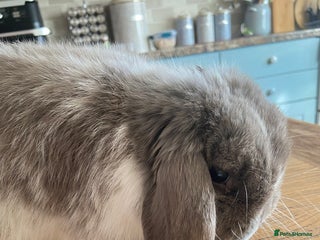 Mini Lop rabbits Minilop - Advert 7