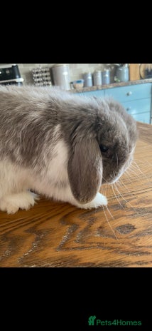 Mini Lop rabbits Minilop - Advert 1