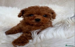 Maltipoo dogs for sale: Beautiful Toy Maltipoo Puppies - Image 4