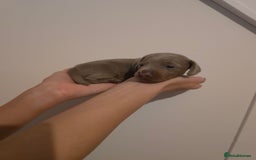 Miniature Dachshund dogs for sale: CHAMPION KC REG MINIATURE DACHSHUND PUPS.  - Image 14