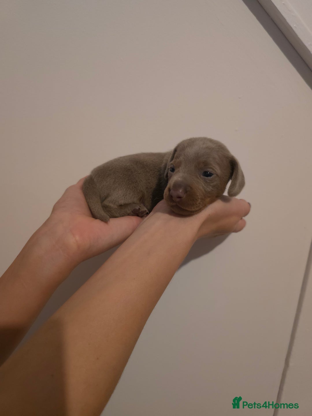 Miniature Dachshund dogs for sale: CHAMPION KC REG MINIATURE DACHSHUND PUPS.  - Image 14