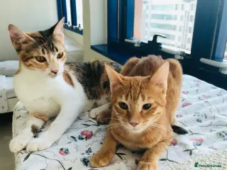 Mixed Breed cats TALULA RARE GINGER GIRL- CALLIE BONDED PAIR SPAYED - Advert 6