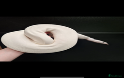 Python Snake reptiles for sale: Blue eyed Lucy royal python  - Image 2