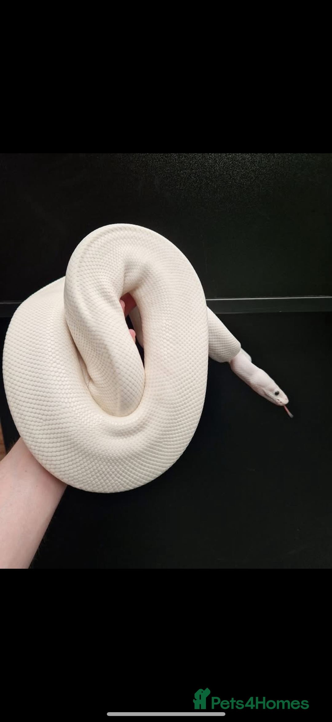 Python Snake reptiles for sale: Blue eyed Lucy royal python  - Image 2