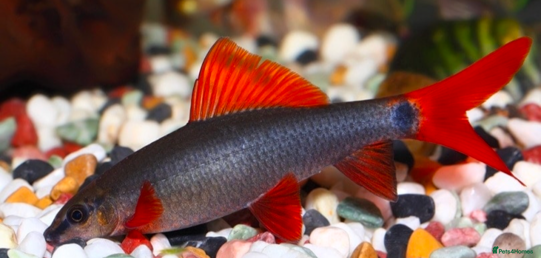 Sharks fish for sale: Red tails shark - Image 1