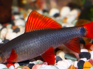 Sharks fish - Advert 22