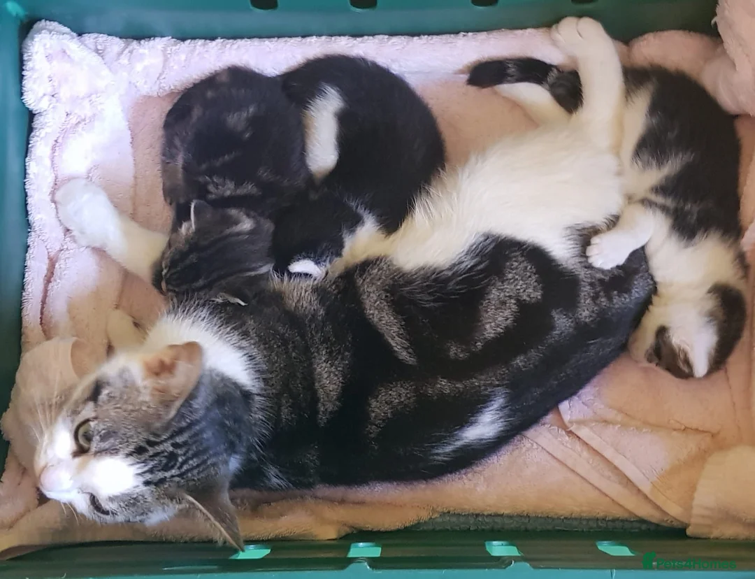 Mixed Breed cats for sale: Kitten (male) looking for a home - Advert 3