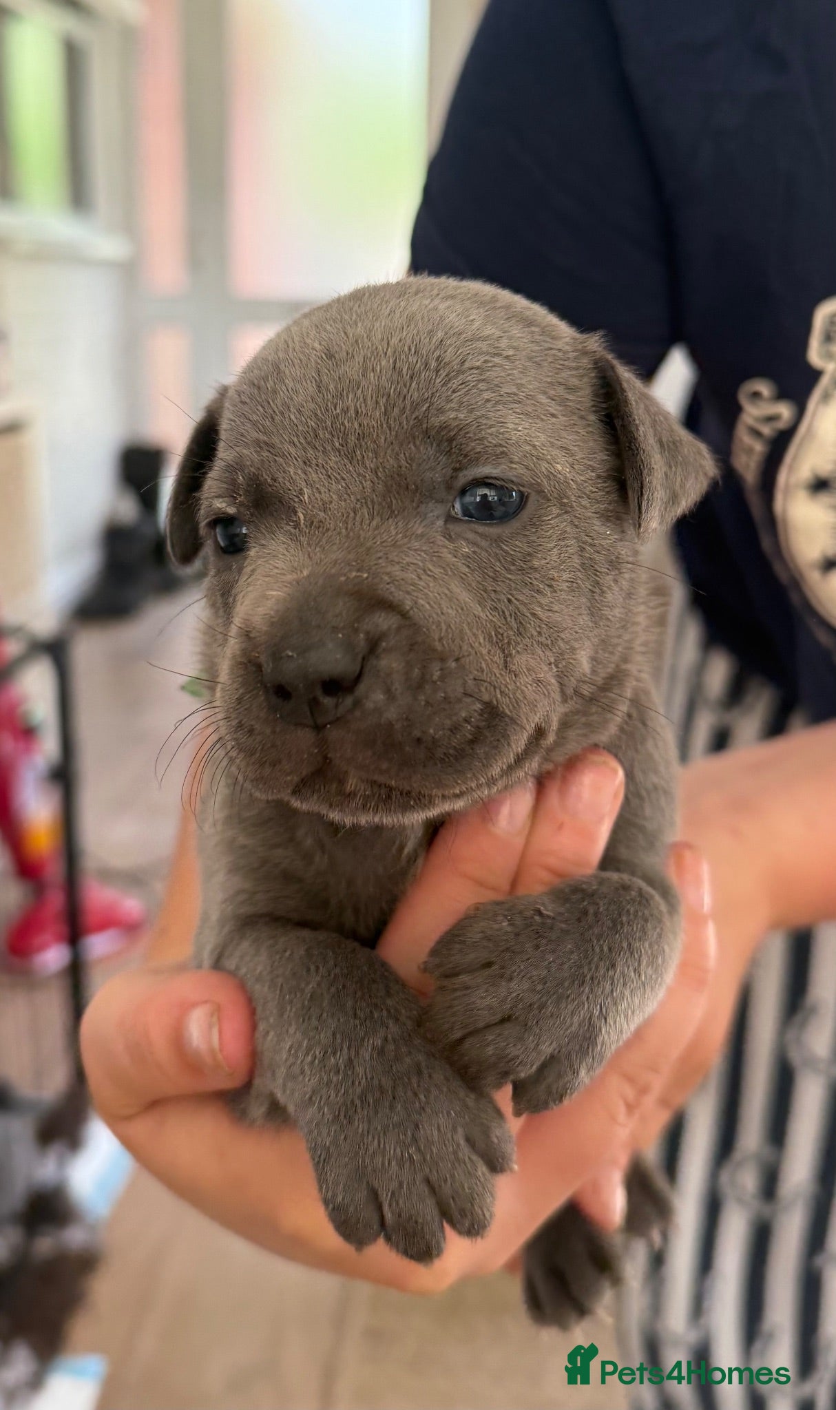 Staffordshire Bull Terrier dogs KC staffy puppies Available - Advert 10