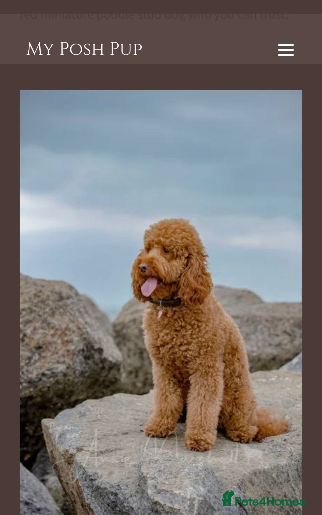 Mini Goldendoodle dogs for sale: Miniature golden doodles for sale  - Image 4
