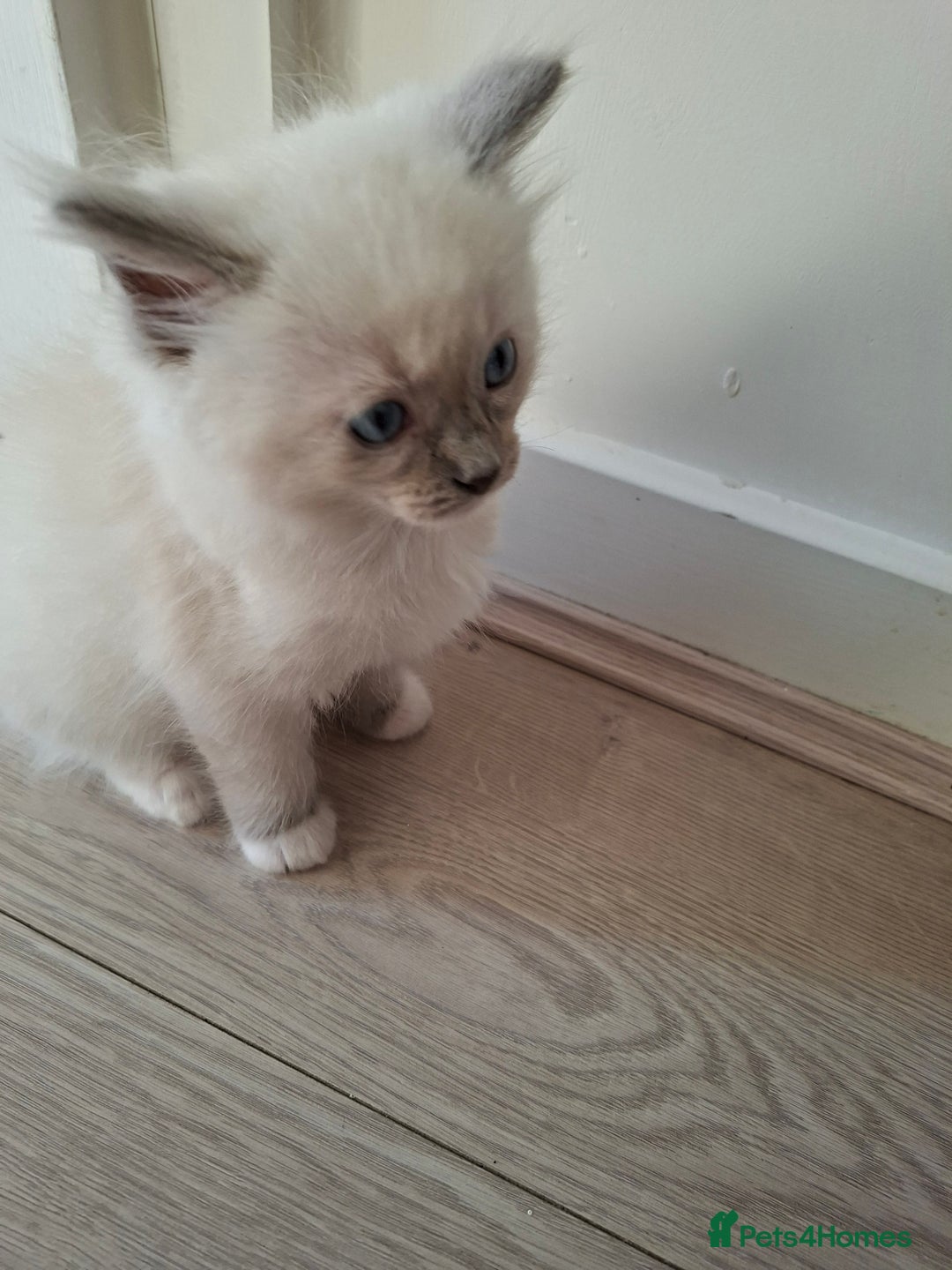 Ragdoll cats for sale: Stunning Ragdoll kittens  - Image 16