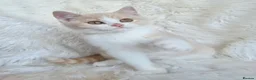 British Shorthair cats for sale: Gorgeous British shorthair kittens  - Advert 8
