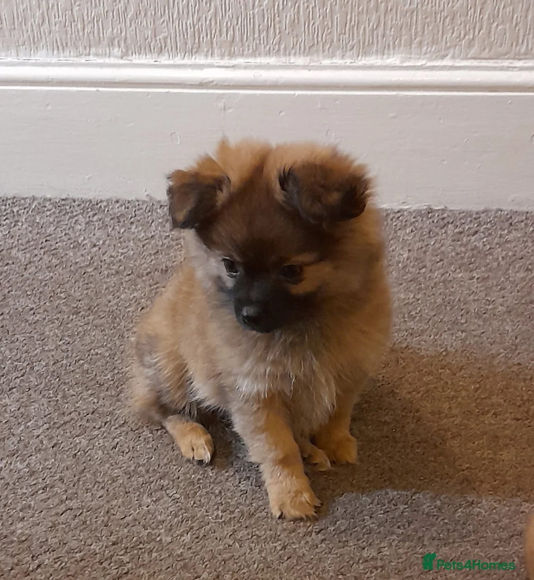 Pomchi dogs for sale: Boy pomchis  - Advert 3