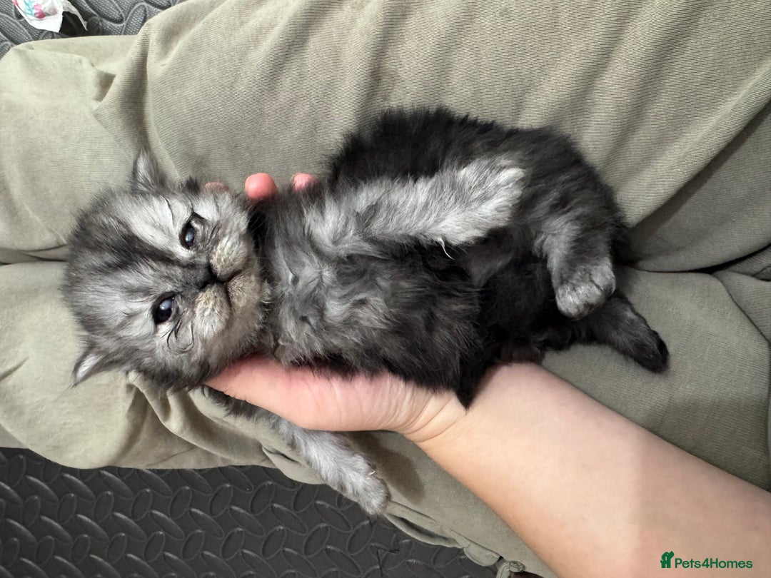 Persian cats for sale: 🤍🩶🤎🖤Smoke persian left🖤🤎🩶🤍 - Advert 3
